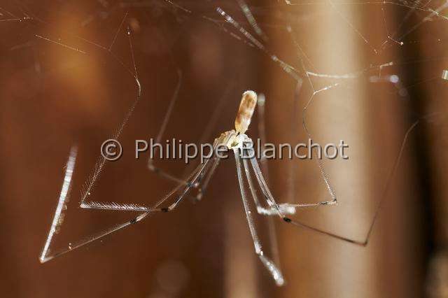 Pholcidae_4485.JPG - France, Pyrénées-Atlantiques (64), Araneae, Pholcidae, Pholque phalangide (Pholcus phalangioides) sur sa toile, Daddy longlegs